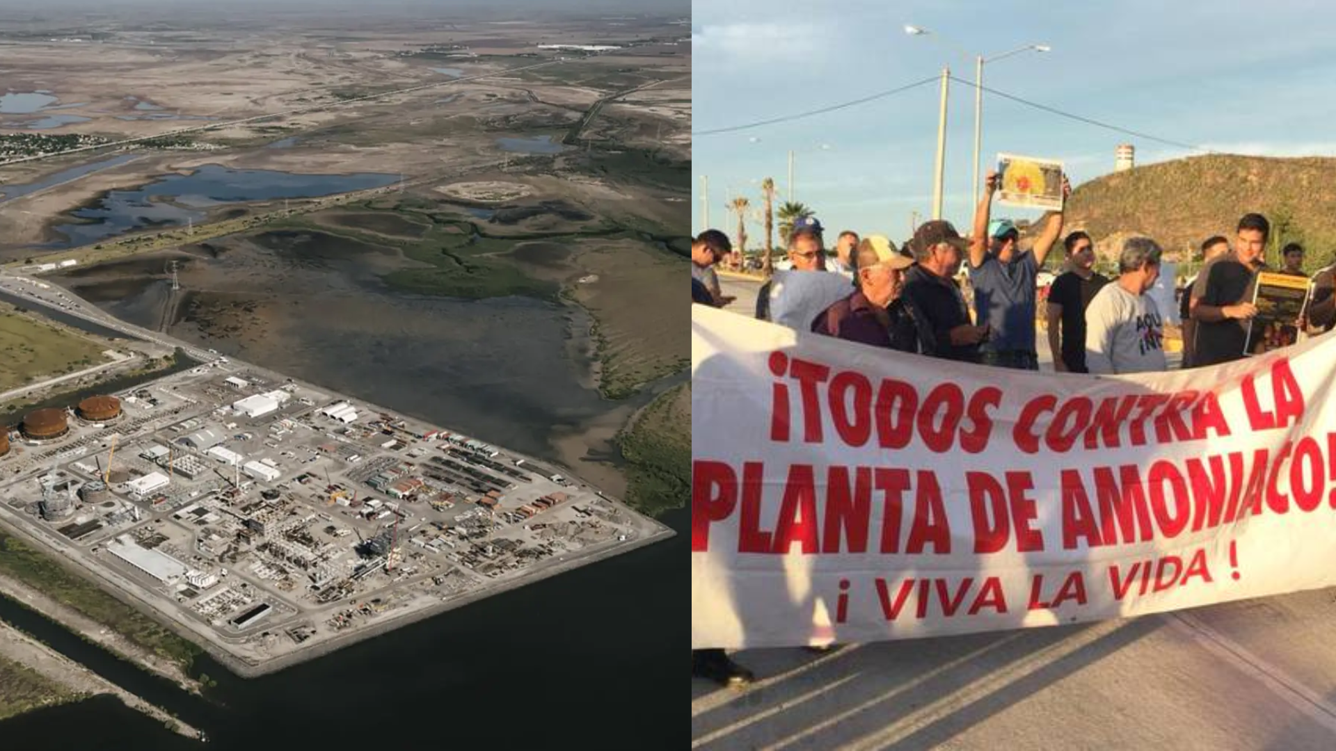 Planta topolobampo